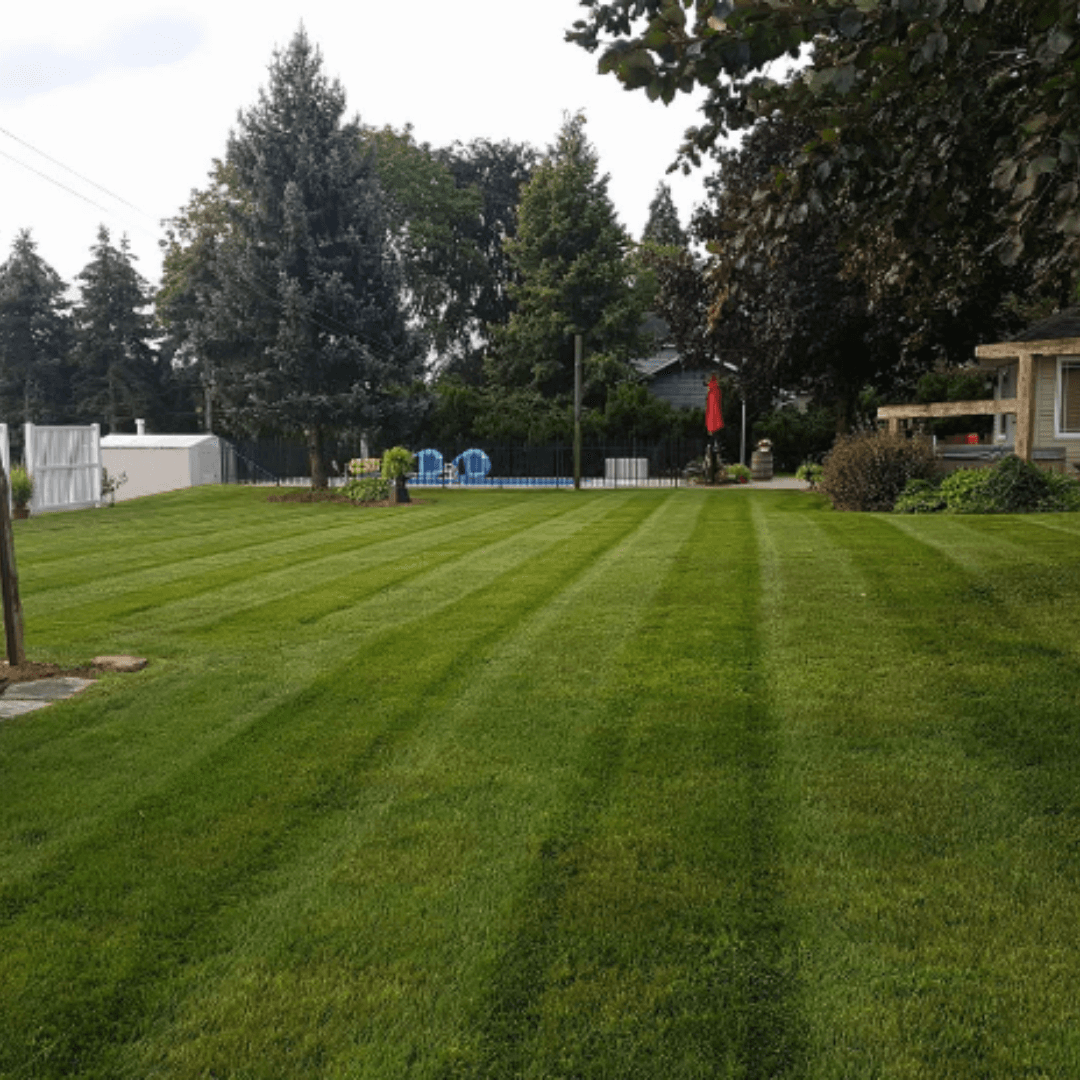 Manicured green lawn with mowing stripes, a fenced swimming pool, and tall backyard trees.