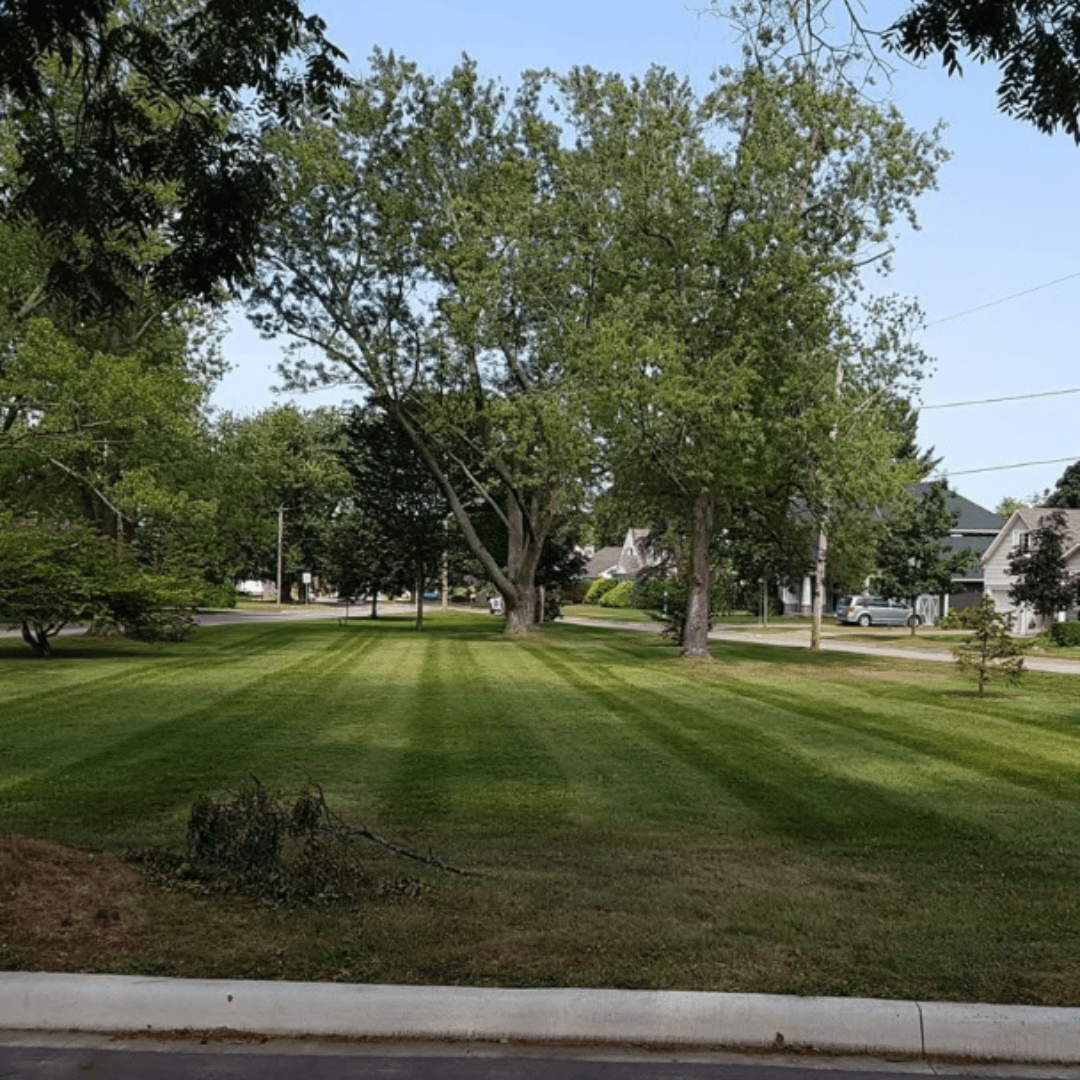 Manicured green lawn with mowing stripes and large leafy trees in a suburban neighborhood.