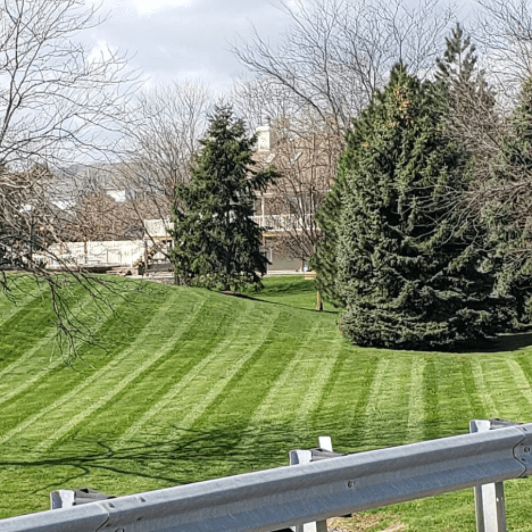 Striped green lawn with large evergreen trees and a house behind bare winter branches.